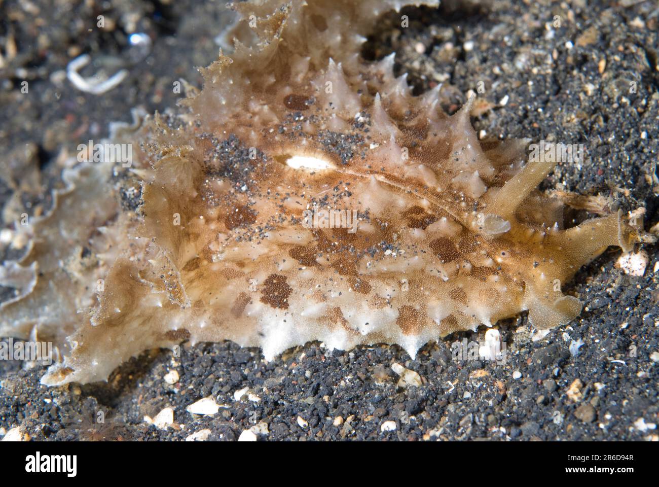 Eared Sea Hare, Dolabella auricularia, on sand, Jahir dive site, Lembeh Straits, Sulawesi, Indonesia Stock Photo