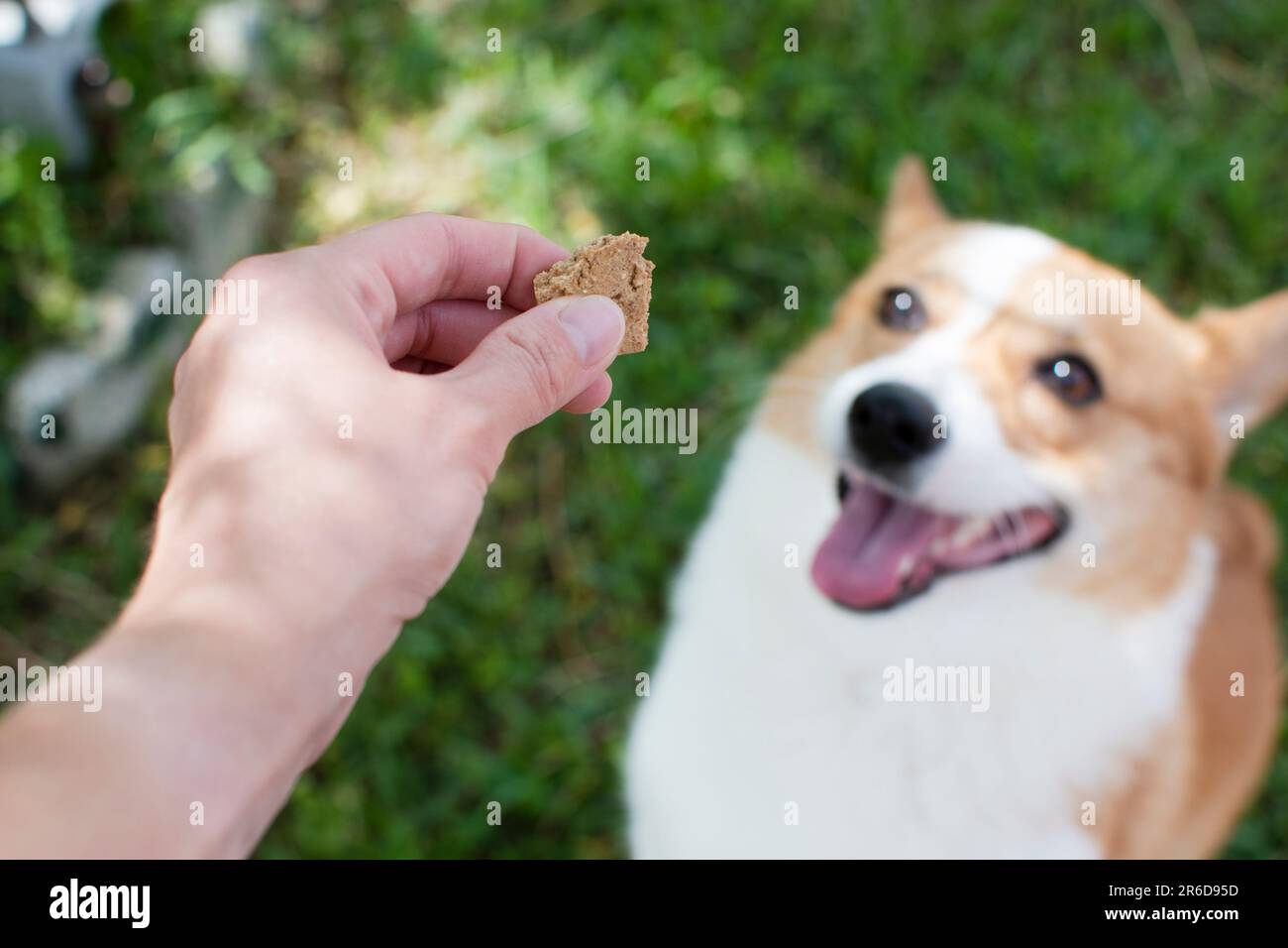 Offering a treat to a dog. Dog treat cookie for a Pembroke Welsh Corgi. Stock Photo