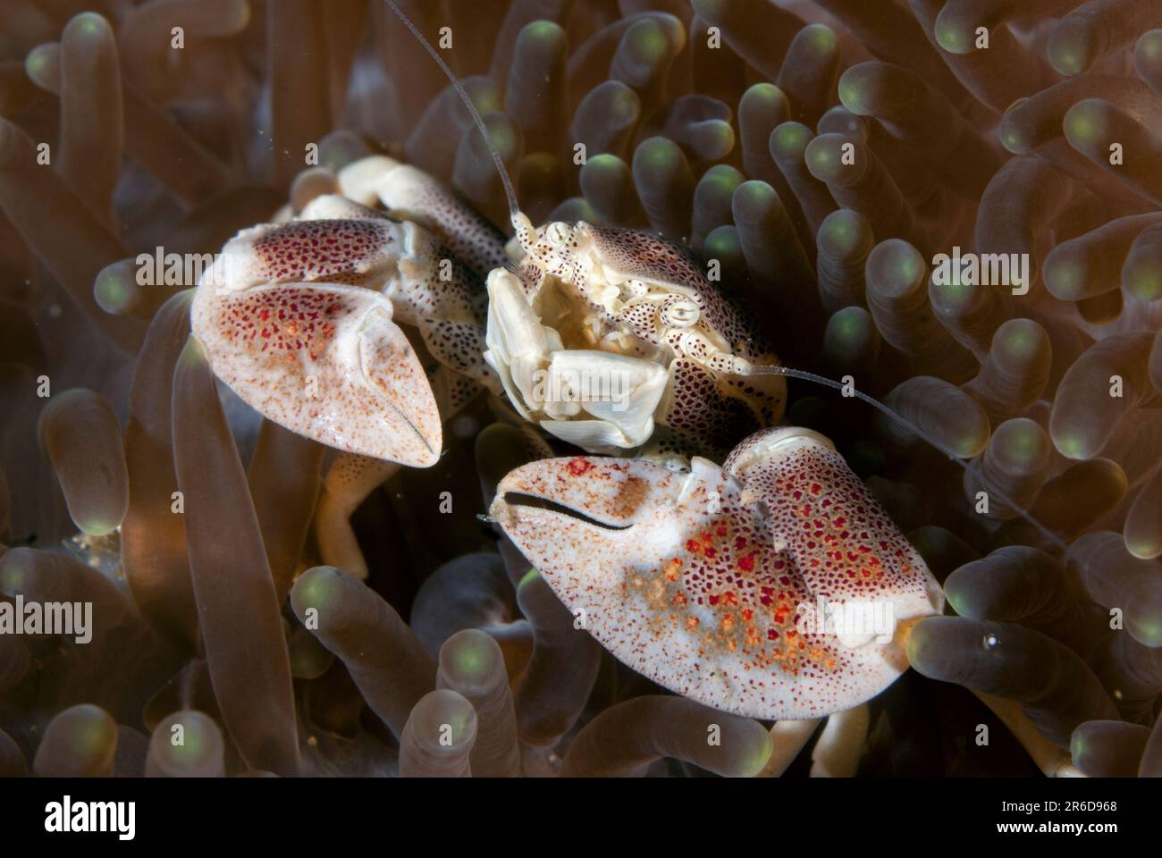 Porcelain Crab, Neopetrolisthes maculatus, on Giant Carpet Anemone, Stichodactyla gigantea, Kaino's Treasure dive site, Lembeh Straits, Sulawesi, Indo Stock Photo