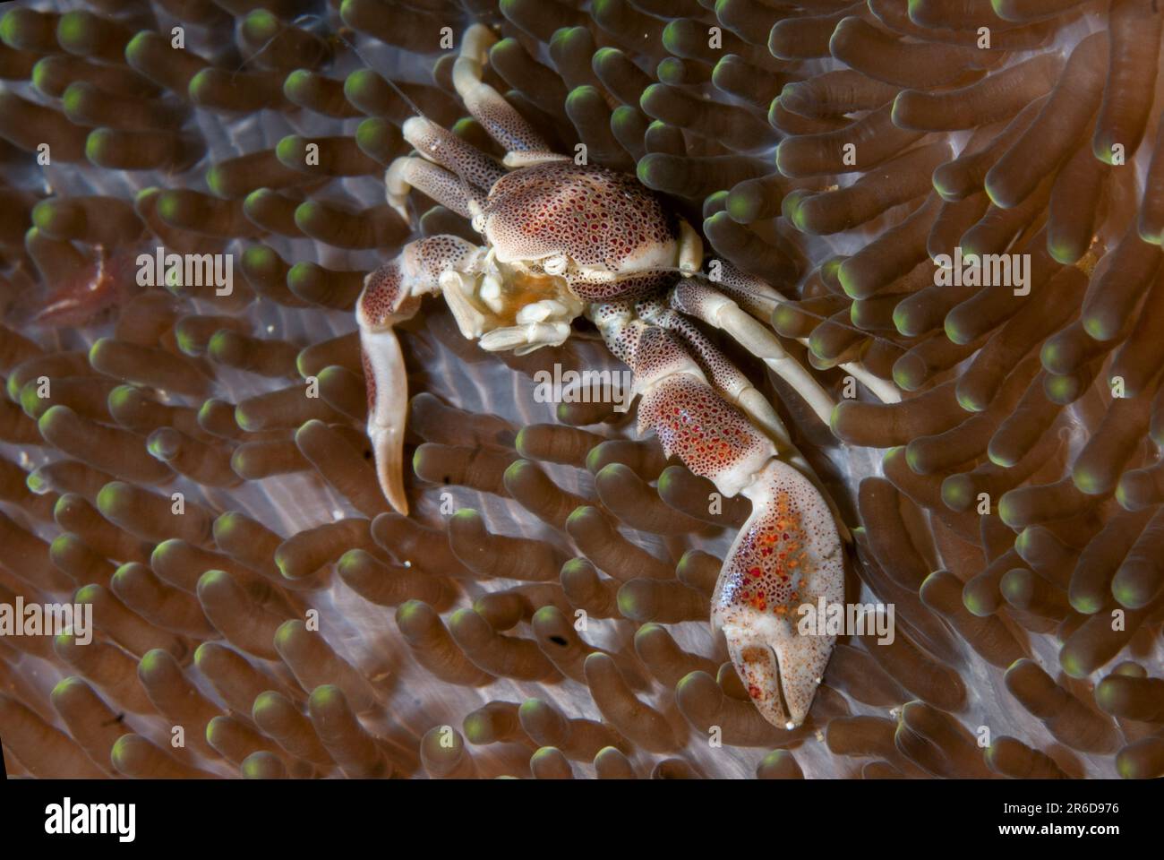 Porcelain Crab, Neopetrolisthes maculatus, on Giant Carpet Anemone, Stichodactyla gigantea, Kaino's Treasure dive site, Lembeh Straits, Sulawesi, Indo Stock Photo