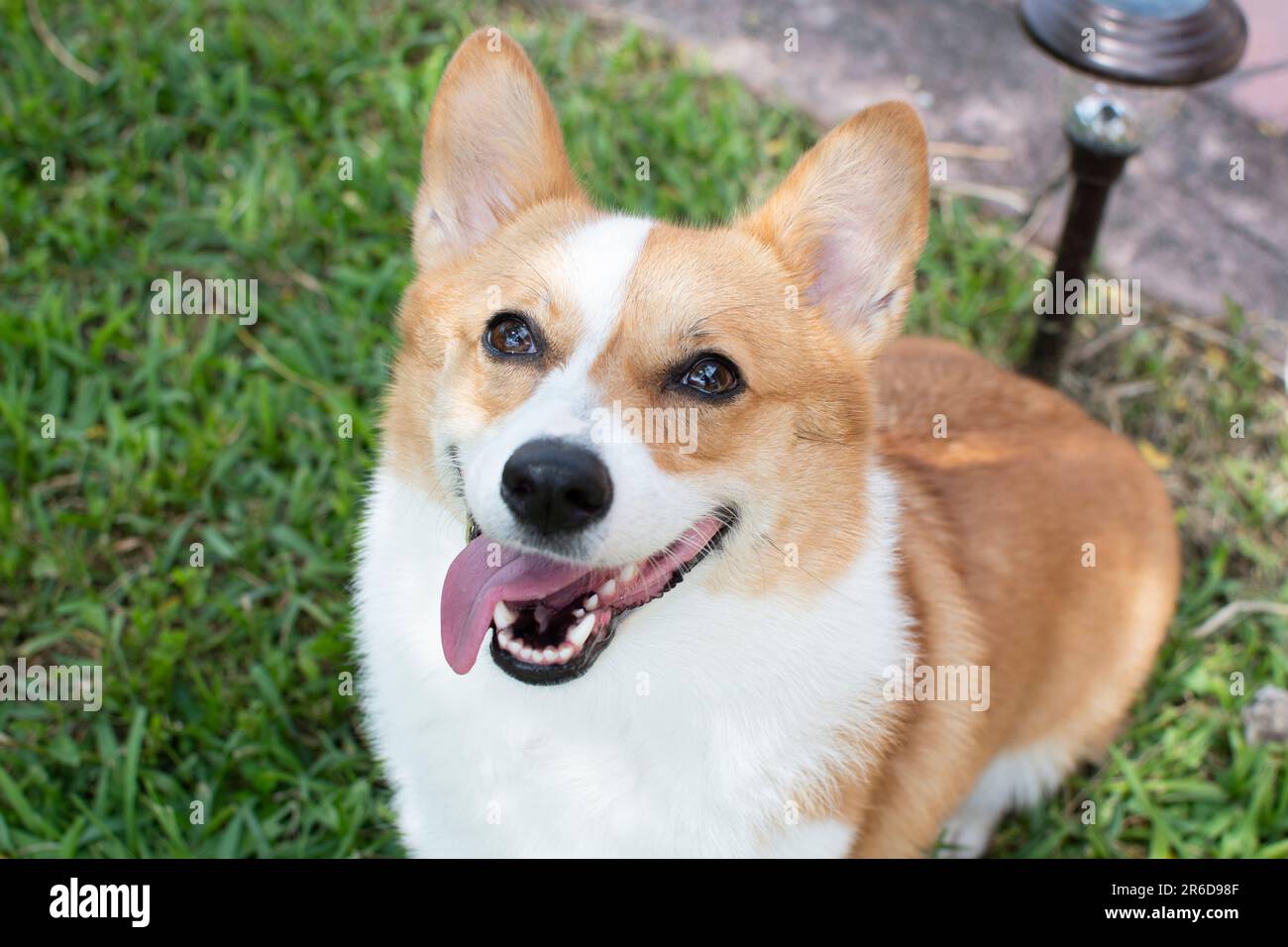Portrait of Pembroke Welsh Corgi. Portrait of the dog looking at the ...