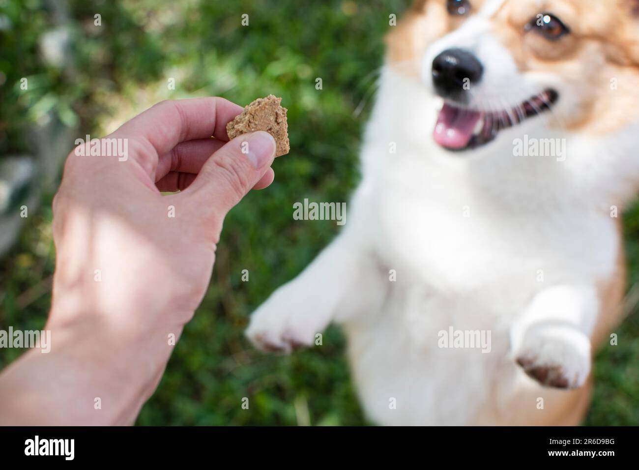 Offering a treat to a dog. Dog treat cookie for a Pembroke Welsh Corgi. Stock Photo