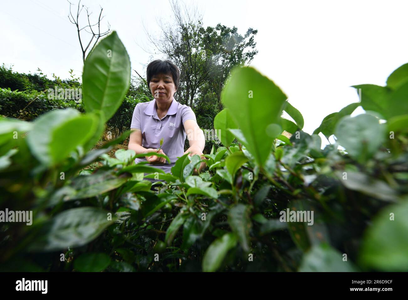 Cangwu, China's Guangxi Zhuang Autonomous Region. 7th June, 2023. Zhu Xuelan harvests tea at Shanping Village of Cangwu County, south China's Guangxi Zhuang Autonomous Region, June 7, 2023. Zhu Xuelan, Party secretary of Shangping Village and representative inheritor of Liubao tea making technique, has promoted traditional tea making technique and developed the tea planting industry to increase local residents' incomes. Credit: Huang Xiaobang/Xinhua/Alamy Live News Stock Photo