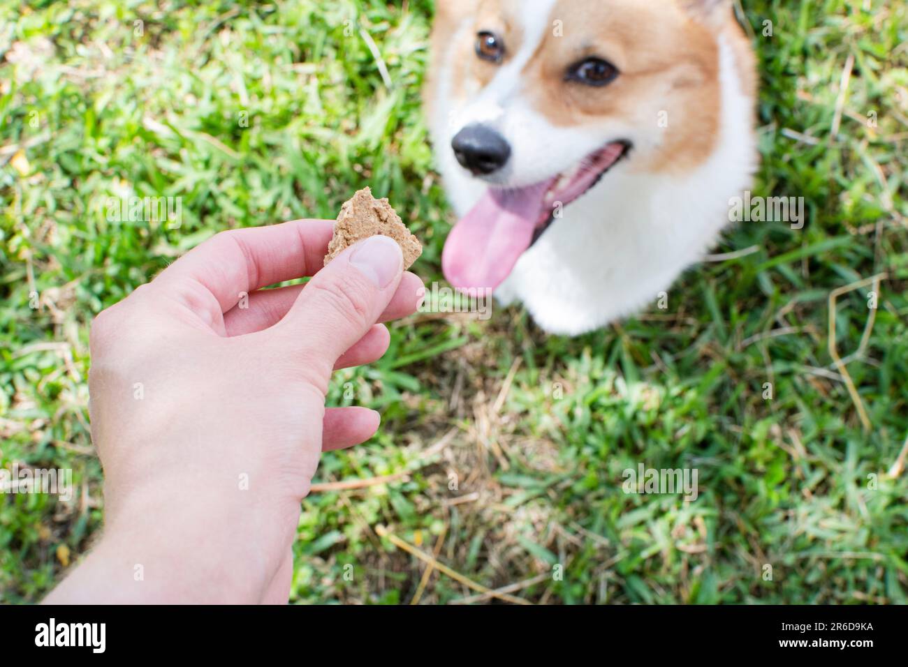 Offering a treat to a dog. Dog treat cookie for a Pembroke Welsh Corgi. Stock Photo