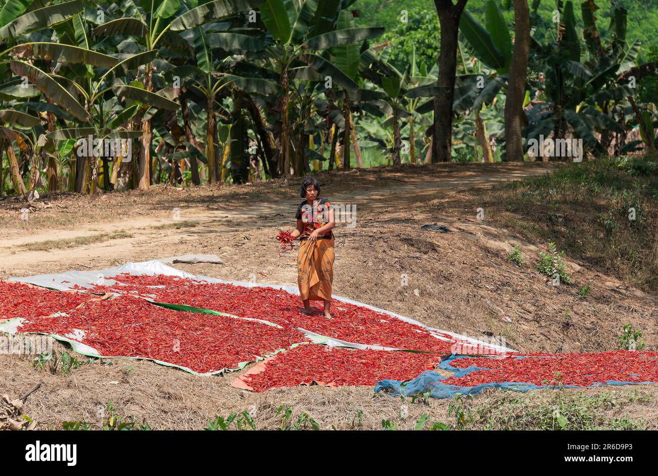 Irrawaddy, Myanmar - March 21, 2018: Woman drying red chili peppers on the ground in rural Myanmar. Dried chili pepper is an important spice all over Stock Photo