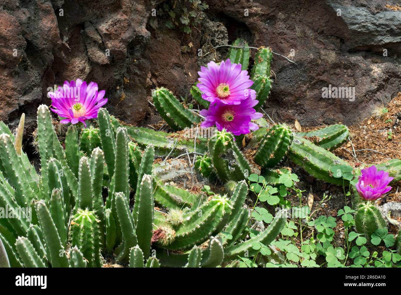 Tropical cactus plants bloom into exotic bright purple flowers in the Spring Stock Photo