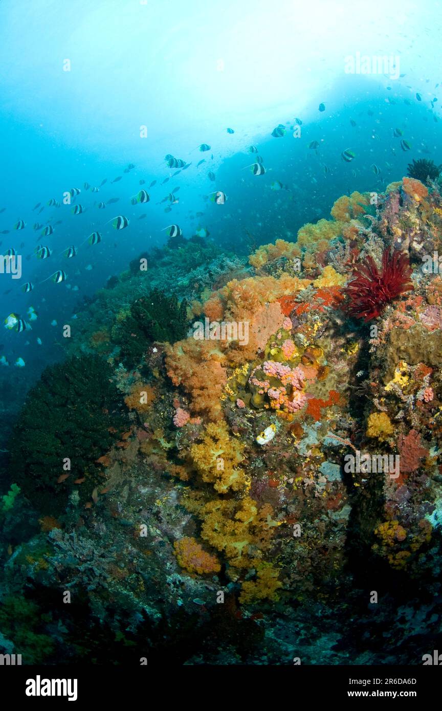 Soft Glomerate Tree Coral, Spongodes sp, with school of Longfin Bannerfish, Heniochus acuminatus, over reef, Batu Kapal  dive site, Lembeh Straits, Su Stock Photo