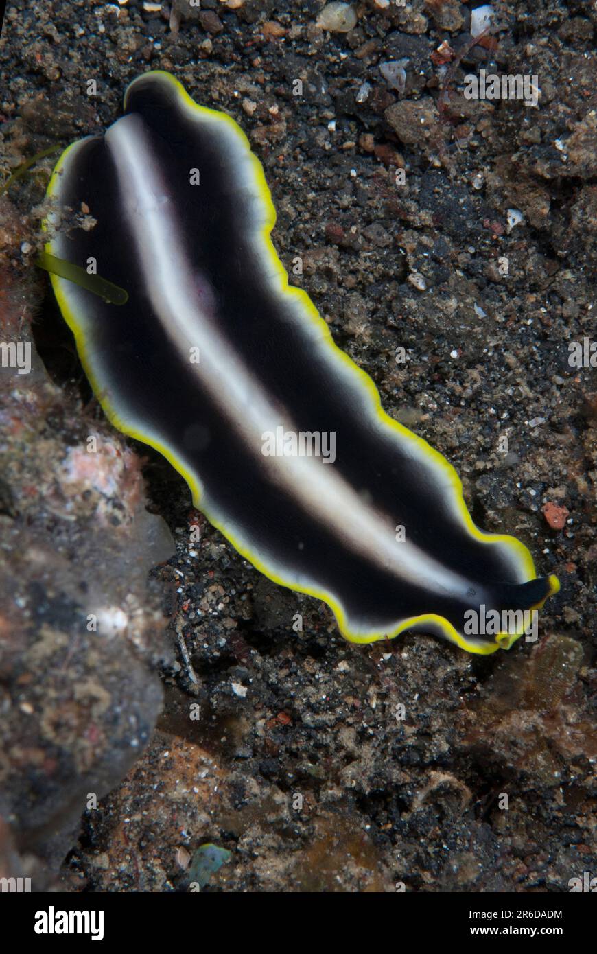 Polyclad Flatworm, Pseudoceros sp, Aer Perang dive site, Lembeh Straits, Sulawesi, Indonesia Stock Photo