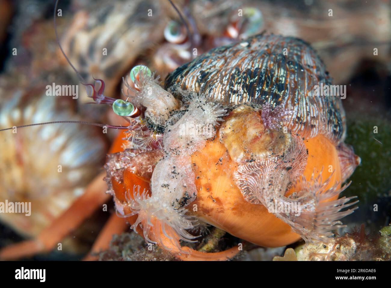 Pair of Anemone Hermit Crabs, Dardanus pedunculatus,  in shell with Sea Anemones, Calliactis polypus, on shell for camouflage and protection, Aer Pran Stock Photo