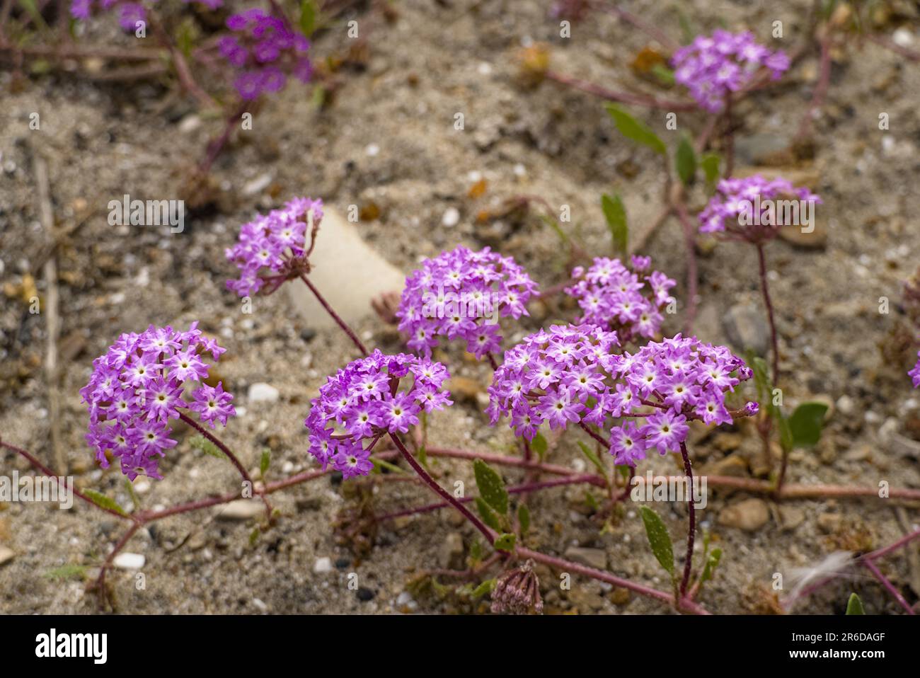 Pink sand verbena bloomsome at beach. Stock Photo