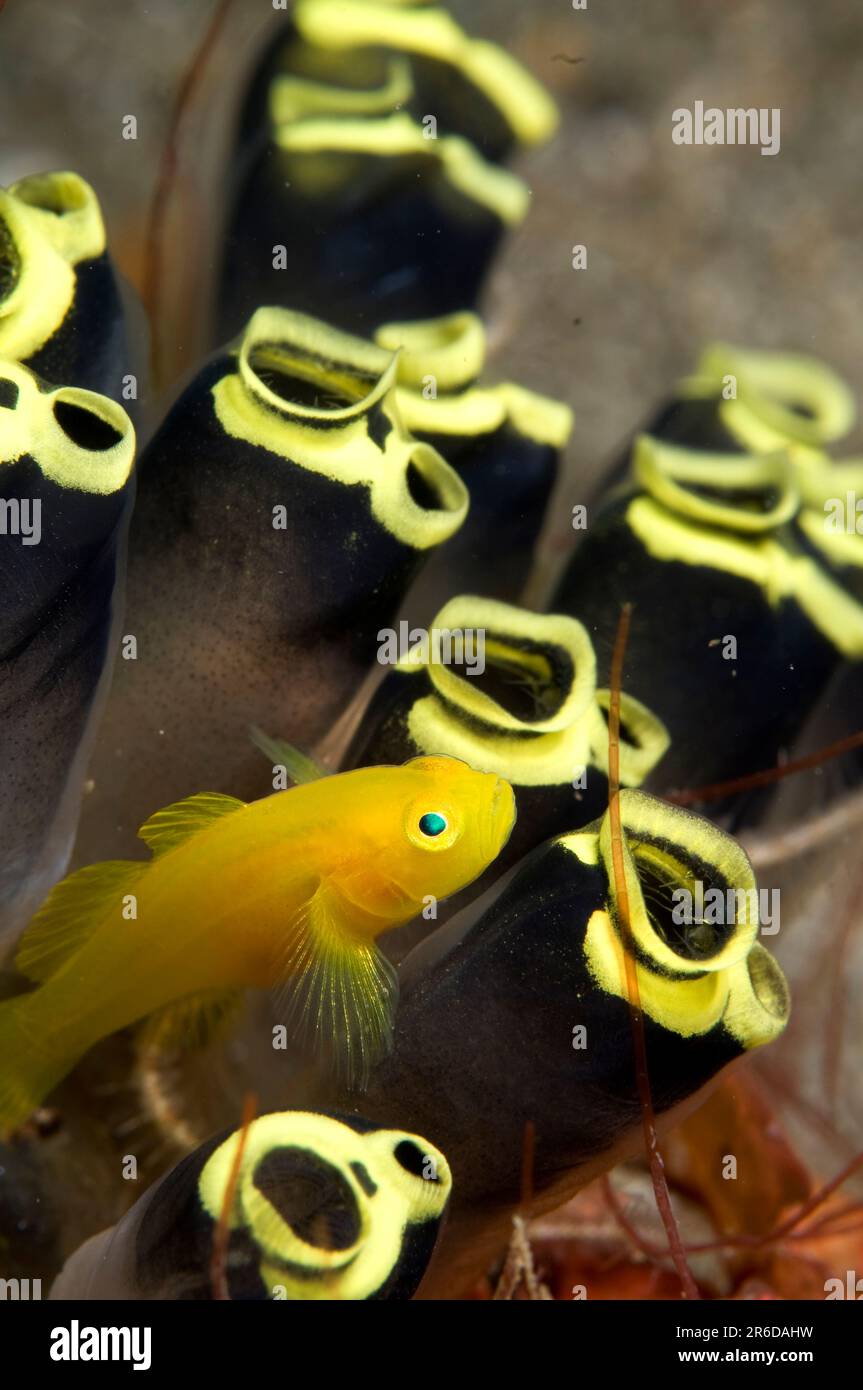 Yellowhead Dwarfgoby, Trimma stobbsi, in Sea Squirts (Clavelina robusta, Clavelinidae Family, Pantai Parigi dive site, Lembeh Straits, Sulawesi, Indon Stock Photo