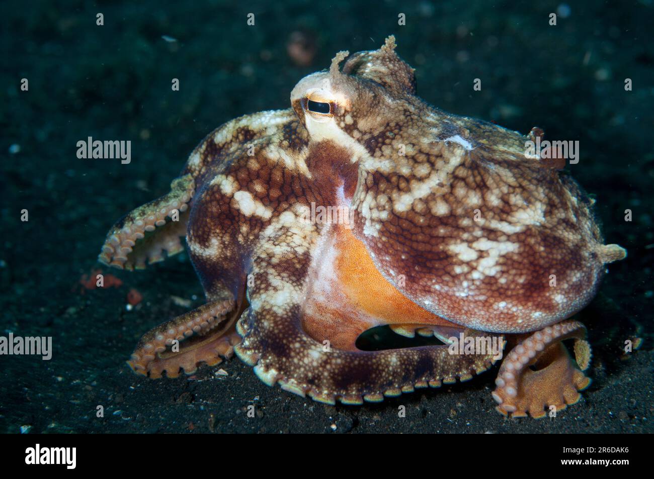 Veined Octopus, Amphioctopus marginatus, Retak Larry dive site, Lembeh ...