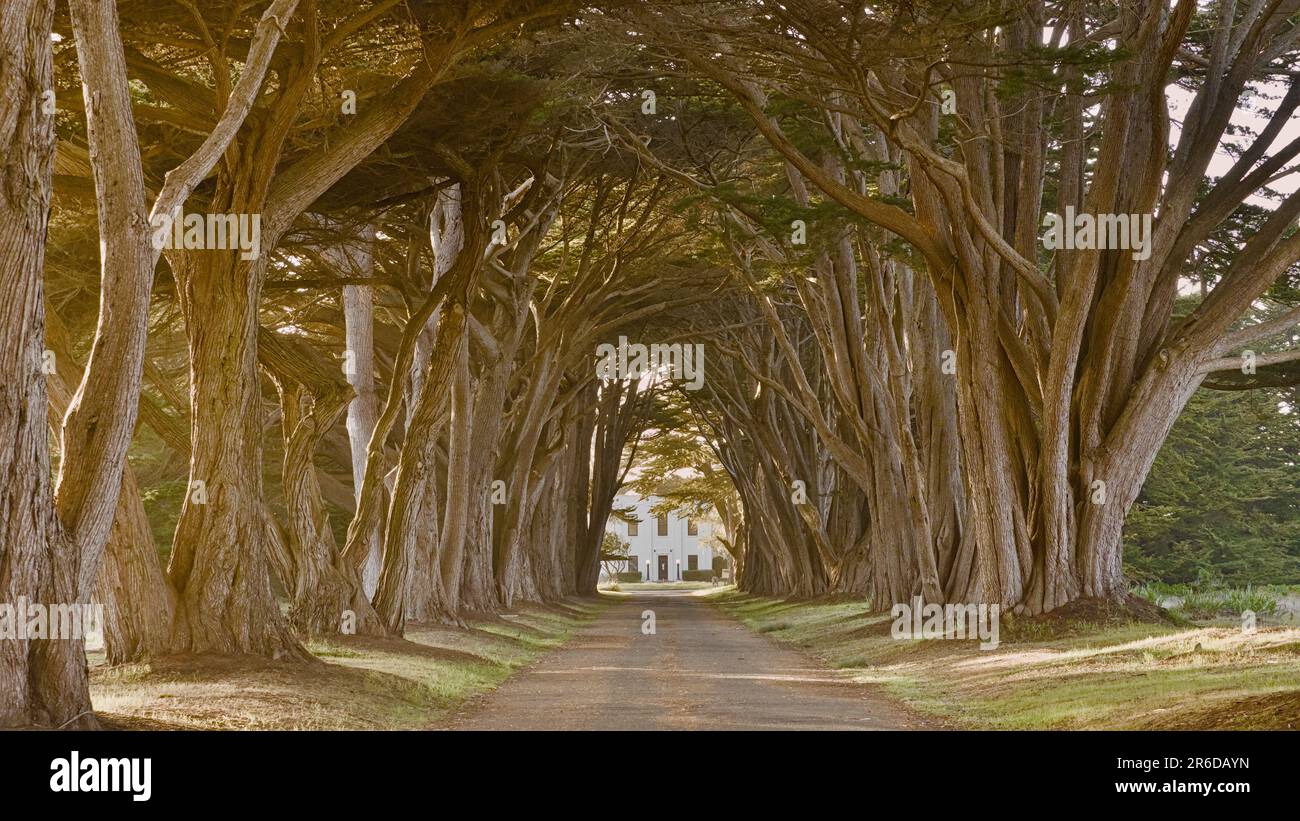 Cypress tree tunnel at the sunset. Stock Photo