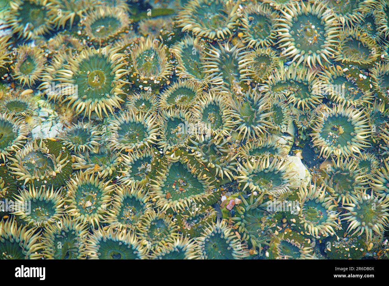 Sunflower like green sea anemones in tide pool. Stock Photo