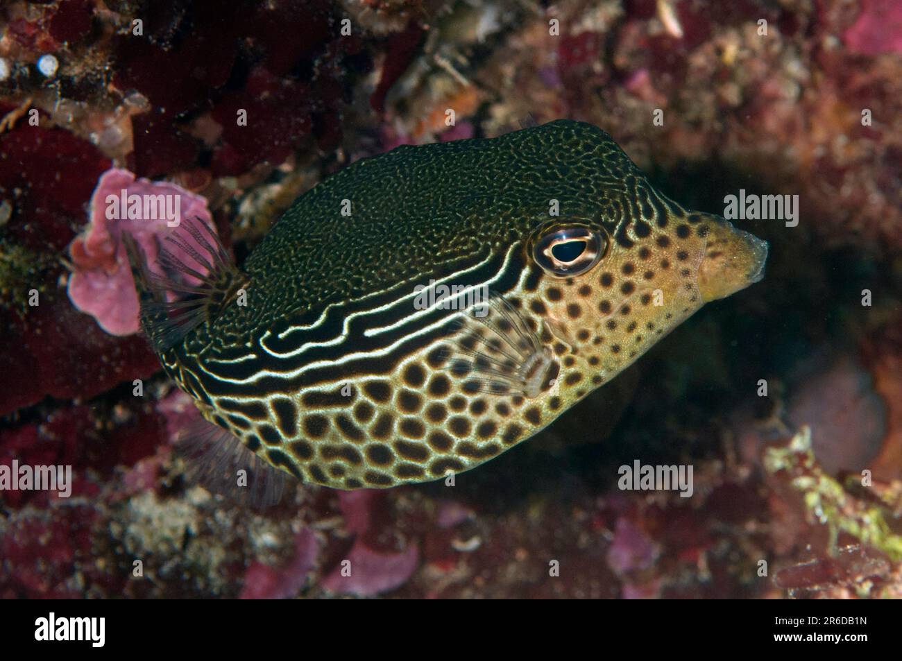 Solar Boxfish, Ostracion solorensis, Maluku Divers House Reef dive site, Ambon, Banda Sea, Indonesia Stock Photo