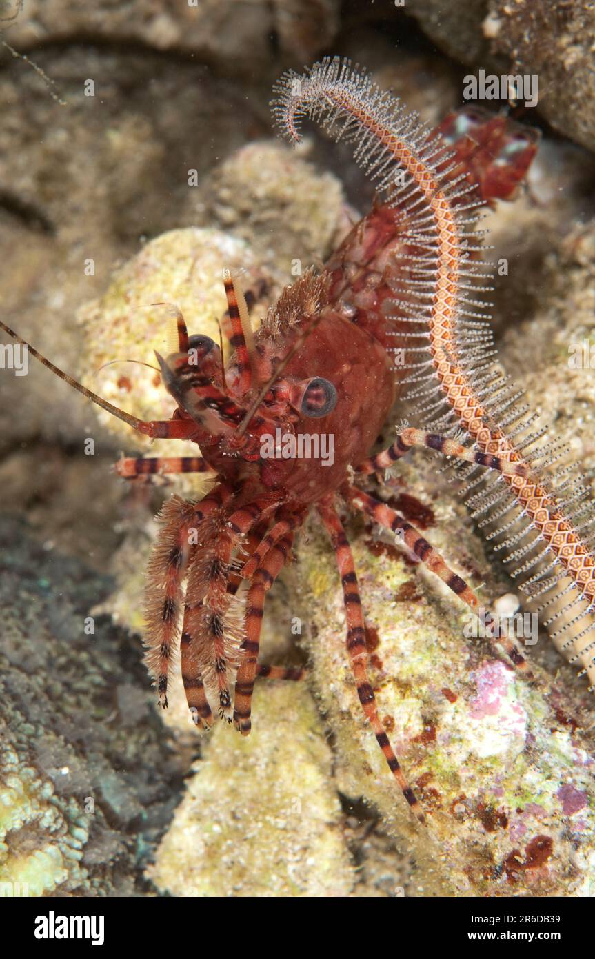 Saron Shrimp, Saron marmoratus, with Brittle Star, Ophiuroidea Class, tentacle, night dive, Maluku Divers House Reef dive site, Ambon, Banda Sea, Indo Stock Photo