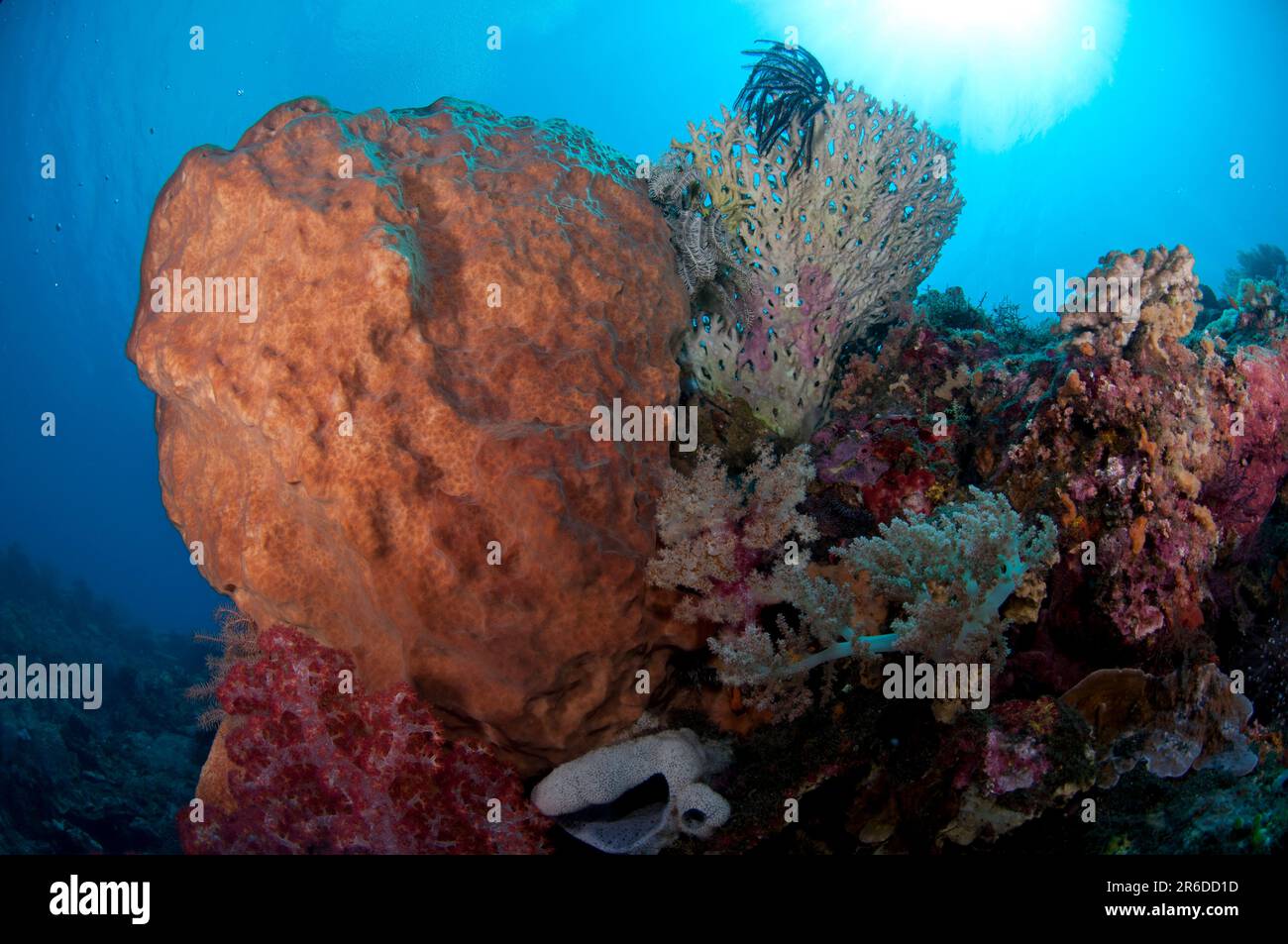 Ianthella Sponge, Ianthella sp, and coral with sun in background, Ash Point dive site, Komba Volcano, near Alor, Indonesia Stock Photo