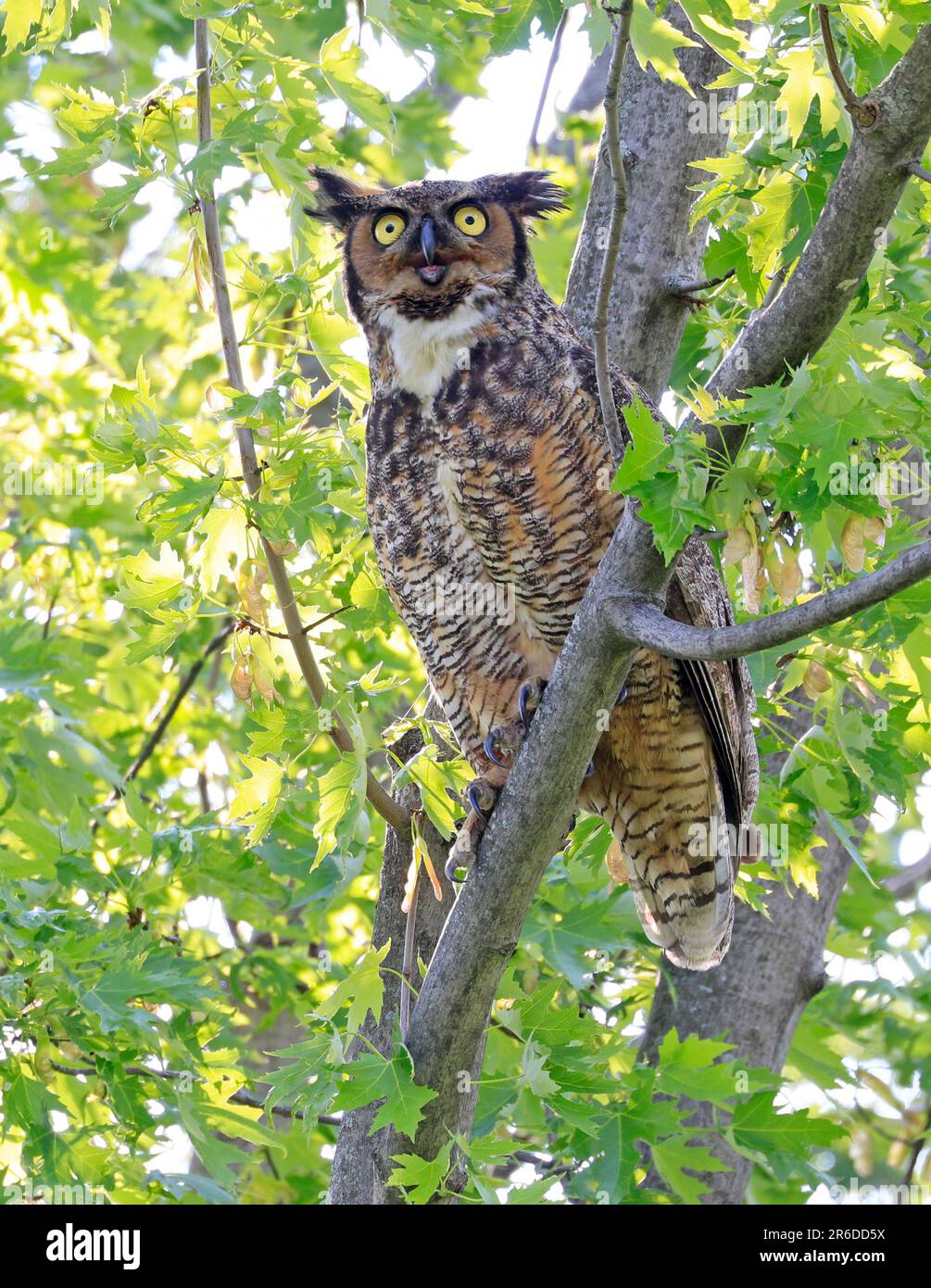 Great-horned Owl perched on a tree branch in the forest, Quebec, Canada Stock Photo