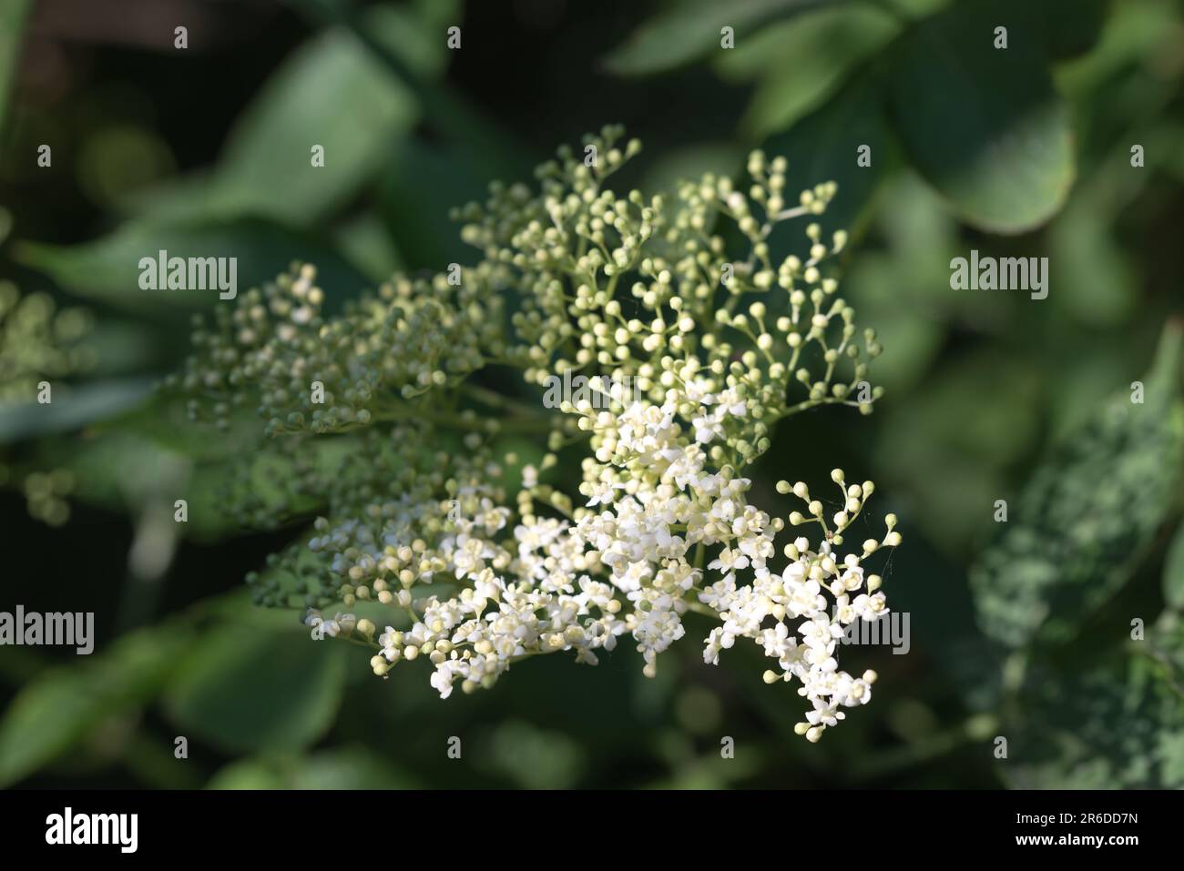 Sambucus nigra, elder white flowers on twig closeup selective focus Stock Photo