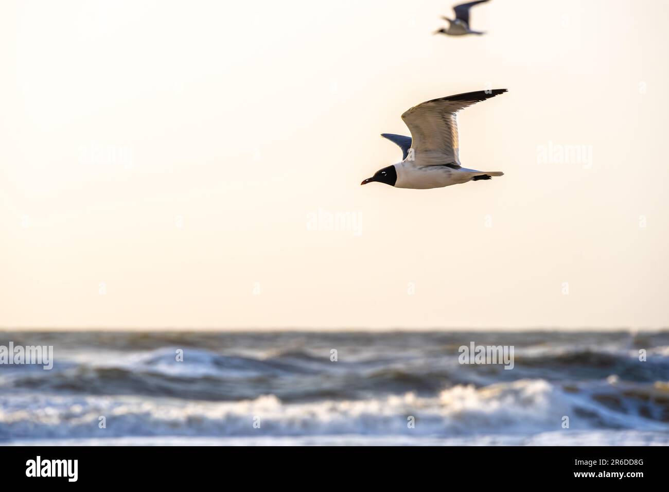 Laughing gulls in flight along the shoreline of Jacksonville Beach, Florida, at sunrise. (USA) Stock Photo