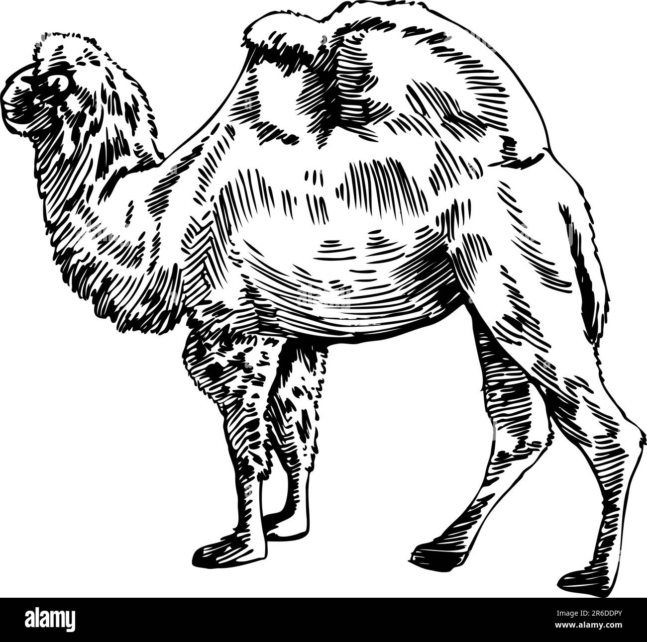 Camel desert clipart Black and White Stock Photos Images Alamy