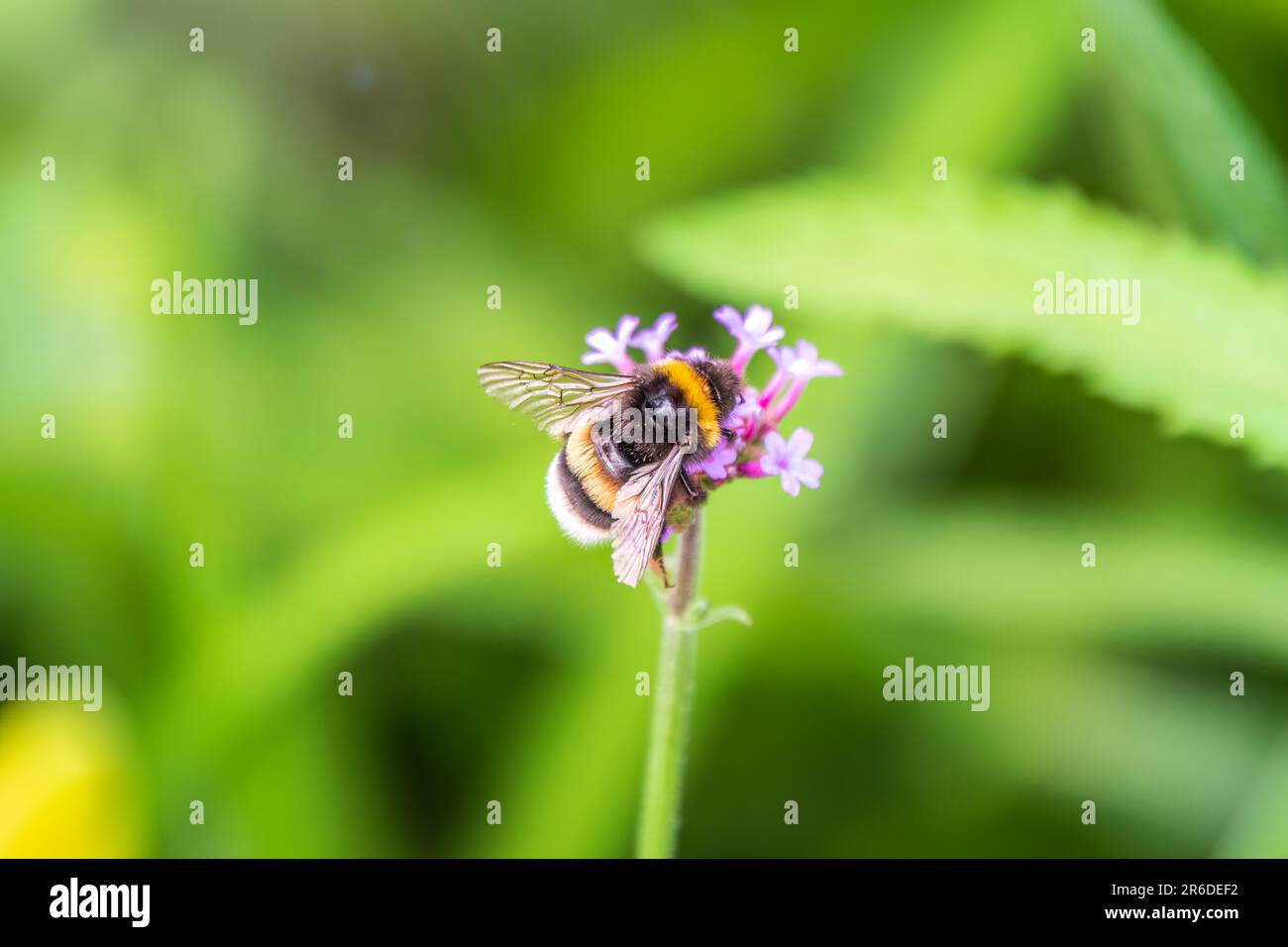 Bumblebee sitting on Verbena purple flower. Selective focus of beautiful wild bumble bee