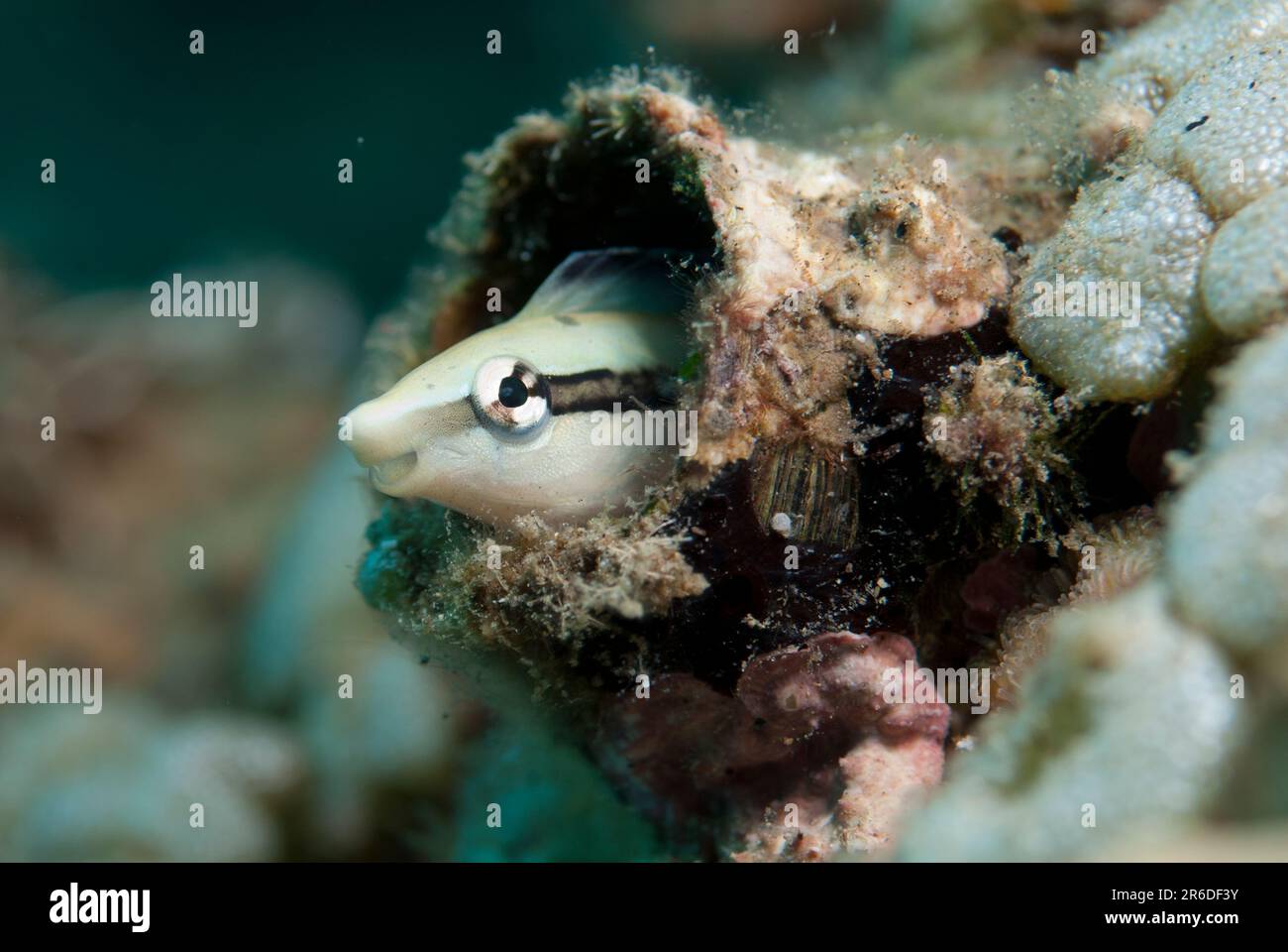 Slender Sabretooth Blenny, Aspidontus dussumieri, in hole, 'Blue Water Muck' dive site, Uhak River, Wetar Island, near Alor, Indonesia Stock Photo