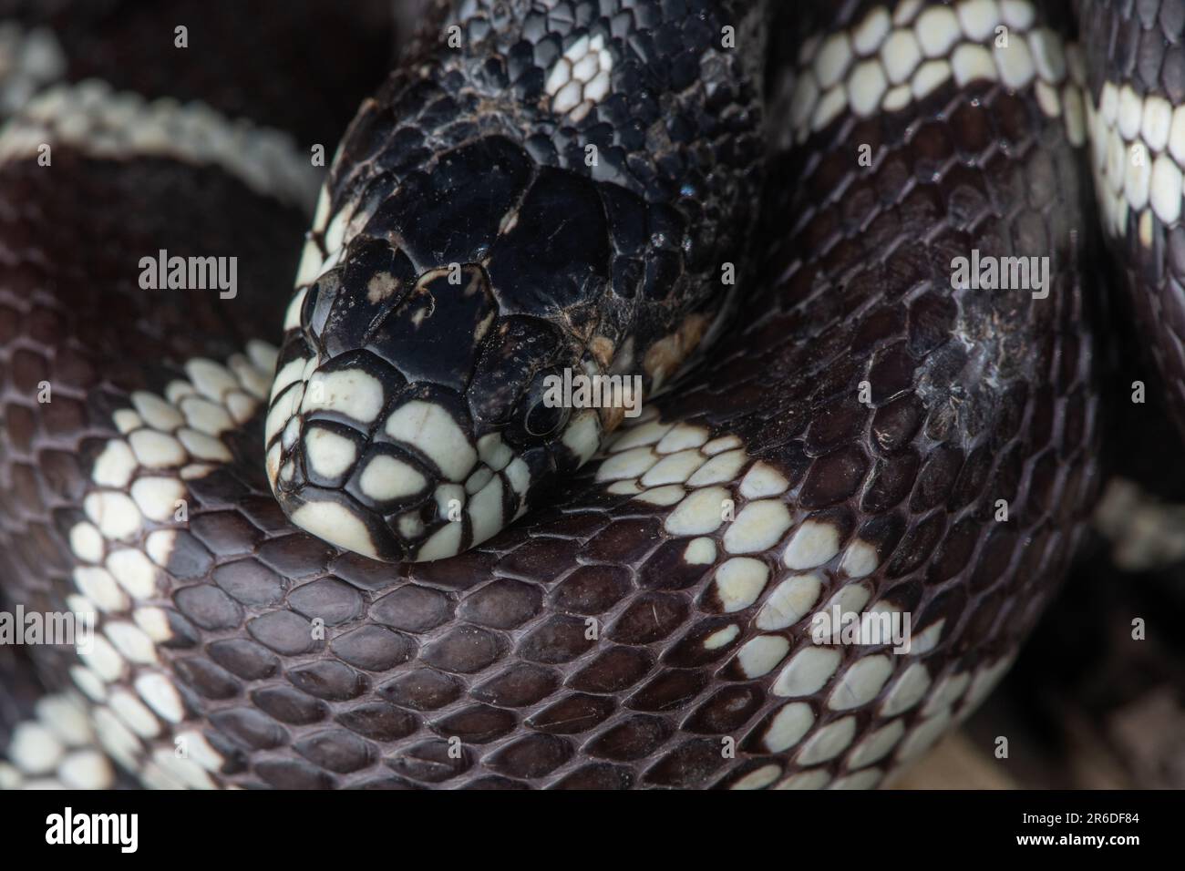 A possible case of snake fungal disease caused by Ophidiomyces ophidiicola in a California kingsnake (Lampropeltis californiae) in California. Stock Photo