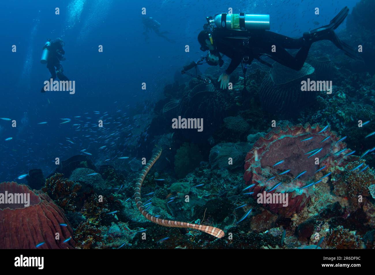Chinese Sea Snake, Laticauda semifasciata, following divers, Snake Ridge dive site, Gunung Api, near Alor, Indonesia Stock Photo