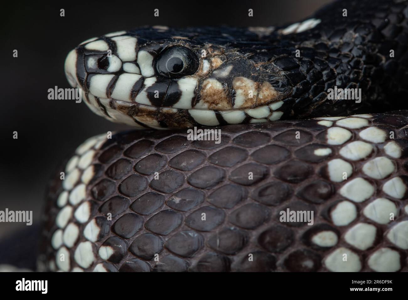 A possible case of snake fungal disease caused by Ophidiomyces ophidiicola in a California kingsnake (Lampropeltis californiae) in California. Stock Photo