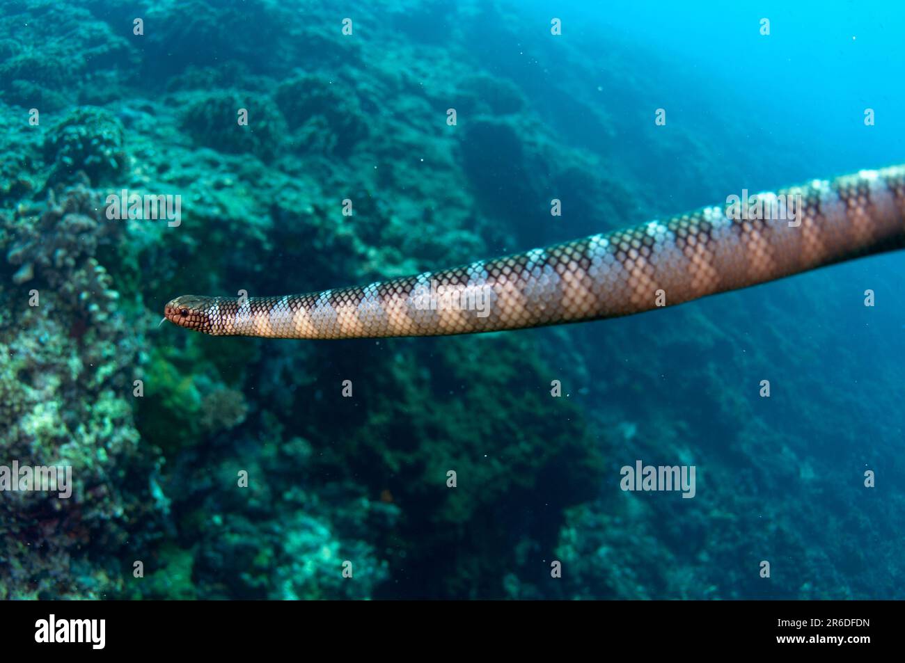 Chinese Sea Snake, Laticauda semifasciata, Snake Ridge dive site, Gunung Api, near Alor, Indonesia Stock Photo