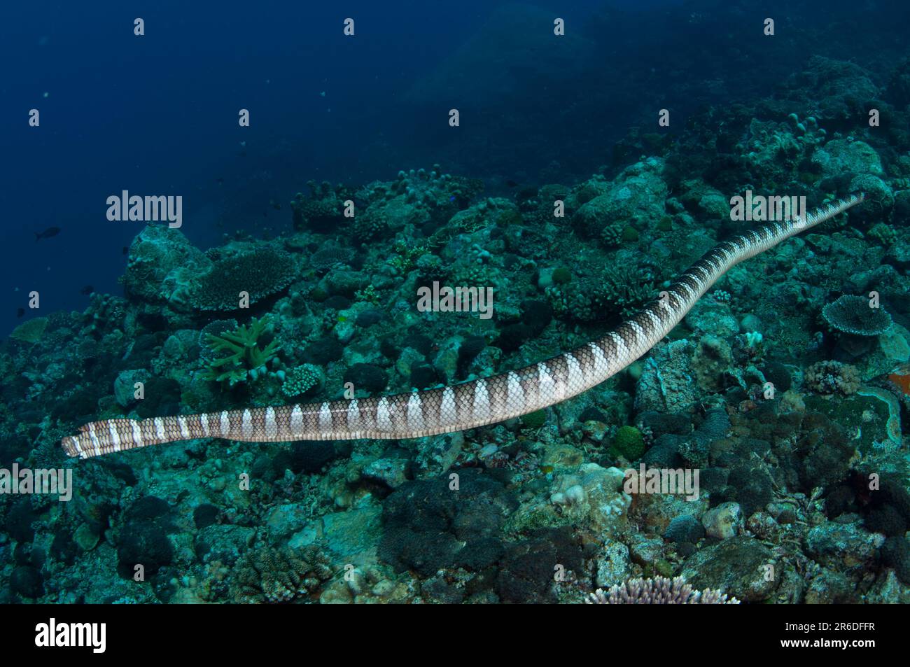 Chinese Sea Snake, Laticauda semifasciata, swimming along reef, Sulphur Ridge dive site, Gunung Api, near Alor, Indonesia Stock Photo