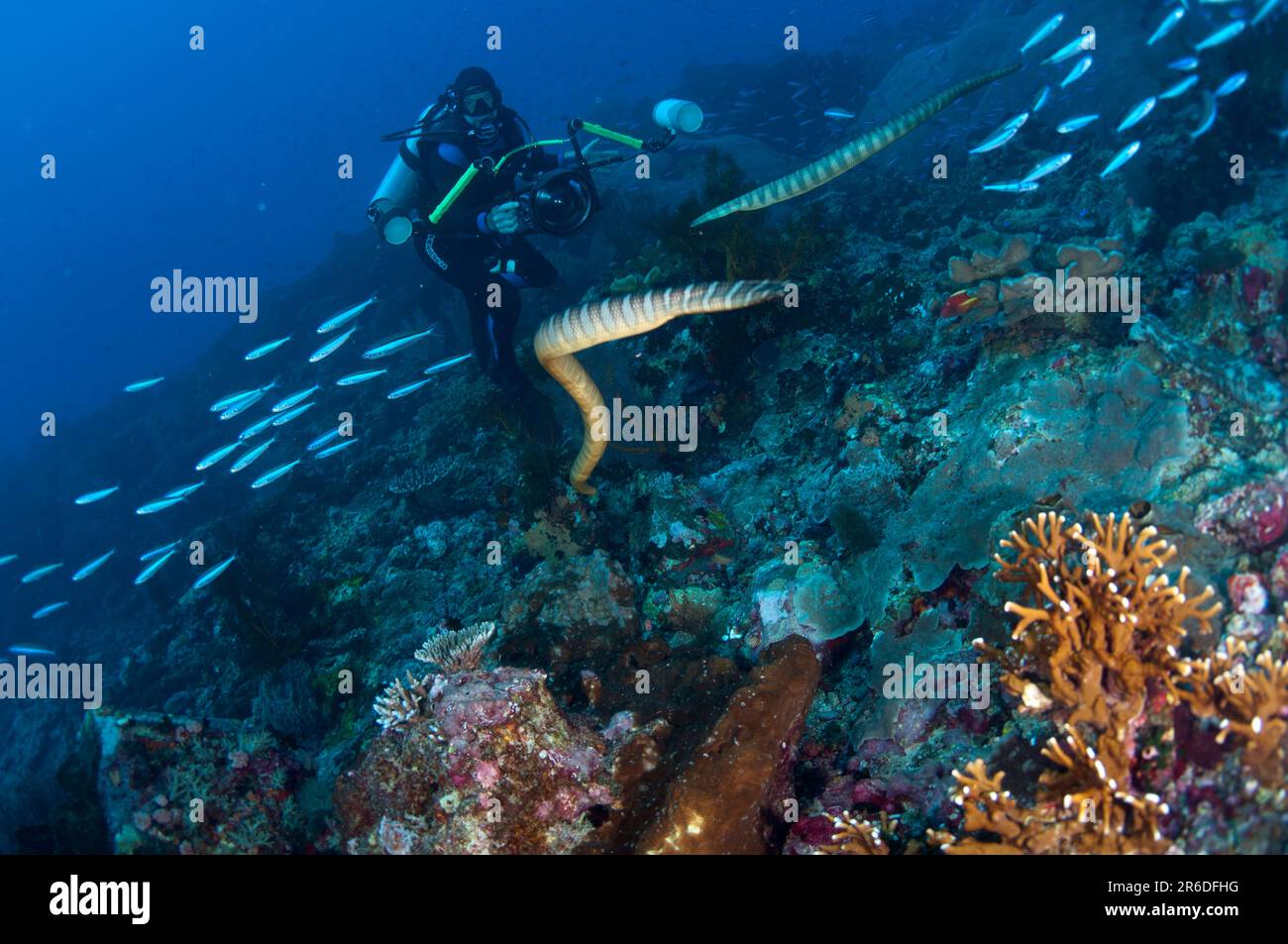 Chinese Sea Snake, Laticauda semifasciata, approaching diver with camera, Snake Ridge dive site, Gunung Api, near Alor, Indonesia Stock Photo