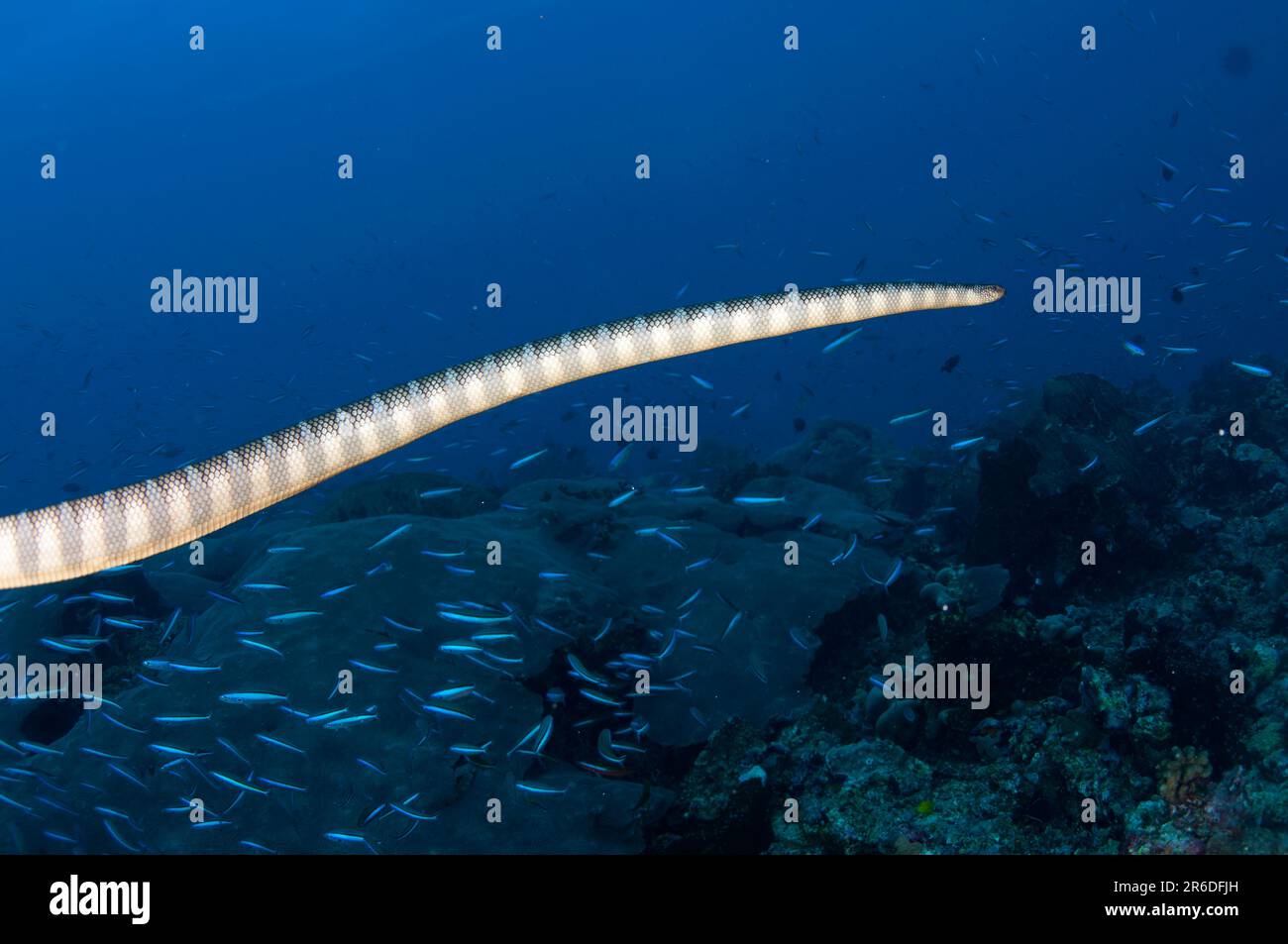 Chinese Sea Snake, Laticauda semifasciata, swimming along reef amongst small fish, Snake Ridge dive site, Gunung Api, near Alor, Indonesia Stock Photo