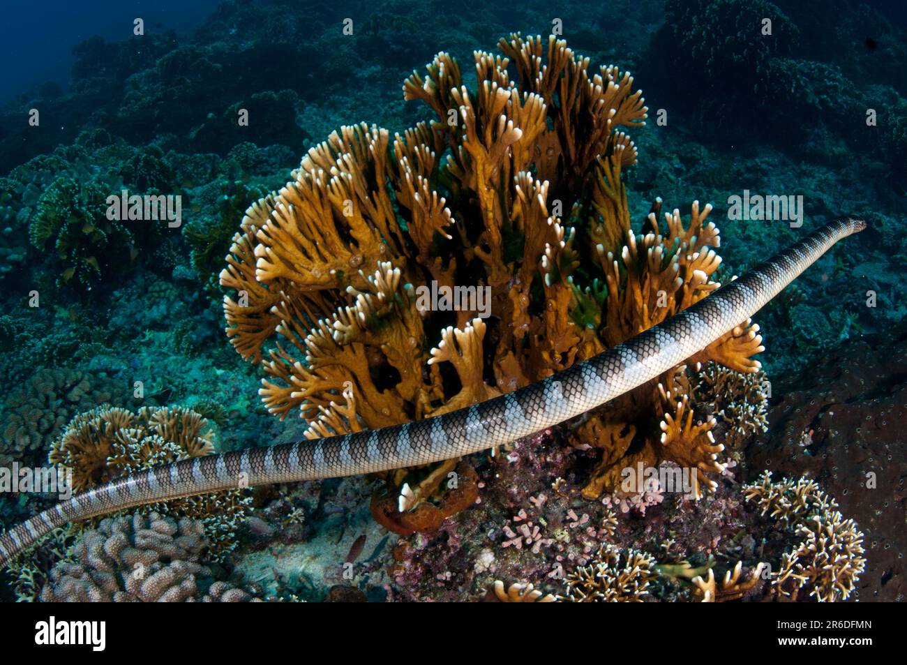 Chinese Sea Snake, Laticauda semifasciata, by coral, Snake Ridge dive site, Gunung Api, near Alor,  Banda Sea, Indonesia Stock Photo