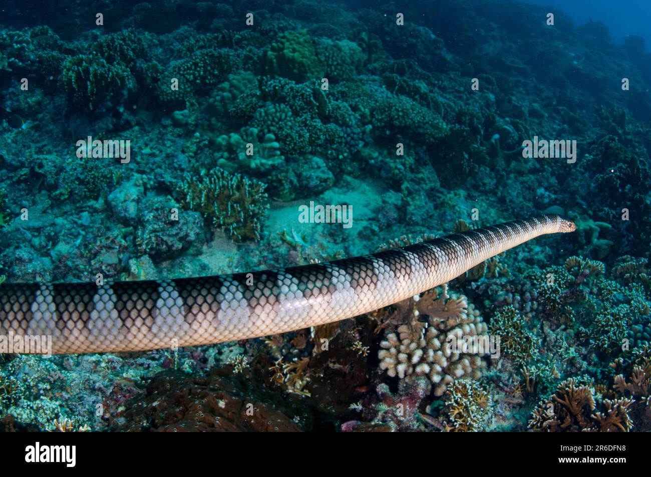 Chinese Sea Snake, Laticauda semifasciata, Snake Ridge dive site, Gunung Api, near Alor,  Banda Sea, Indonesia Stock Photo