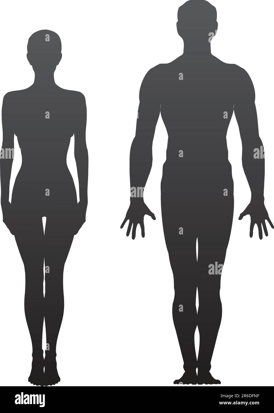 Female muscular anatomy Stock Vector Images - Alamy