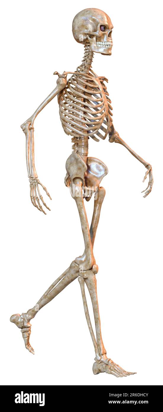 3D rendering of a human skeleton isolated on white background Stock ...