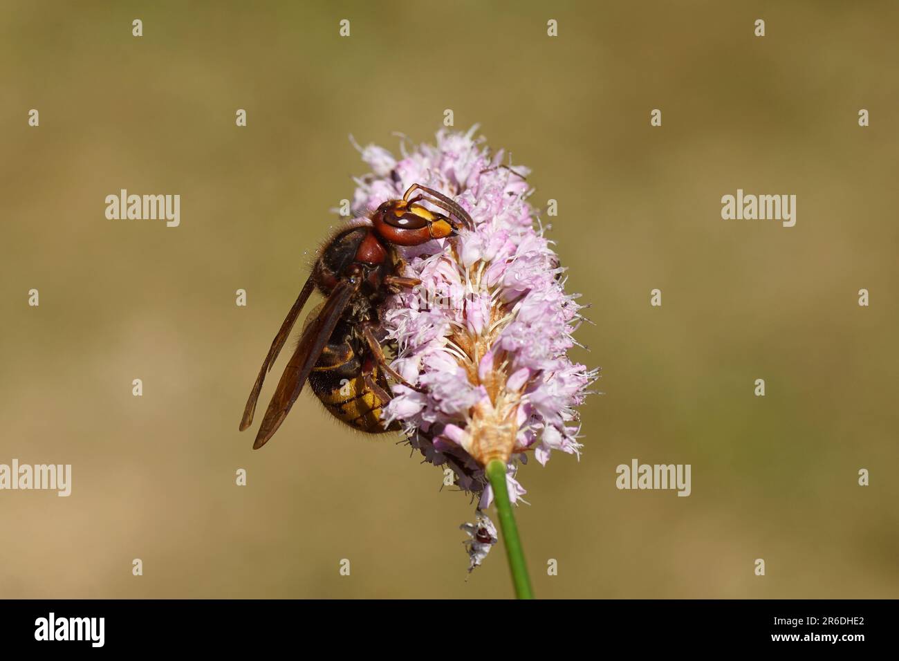 Queen European hornet (Vespa crabro), family Vespidae) on flowers of bistort (Bistorta officinalis, synonym Persicaria bistorta), dock family Stock Photo