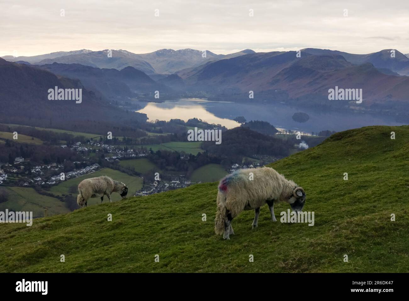 sheep feeding at the top latrigg keswick in the lake district Stock Photo