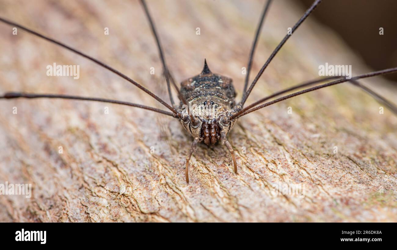 Mommy Long-Legs, This is actually a Harvestman spider. Comm…