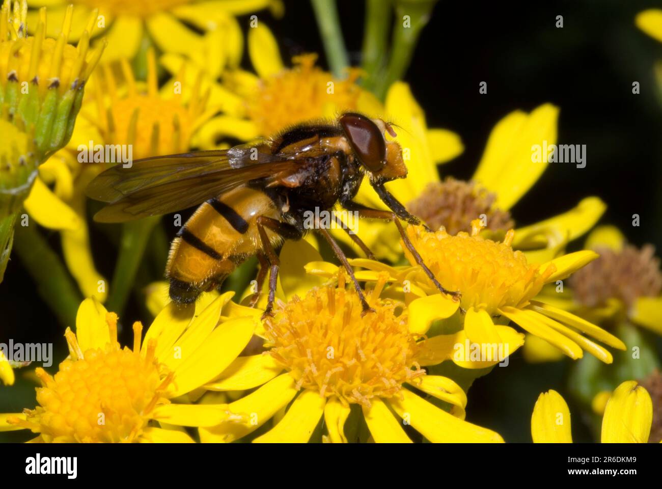 Volucella inanis hoverfly Stock Photo