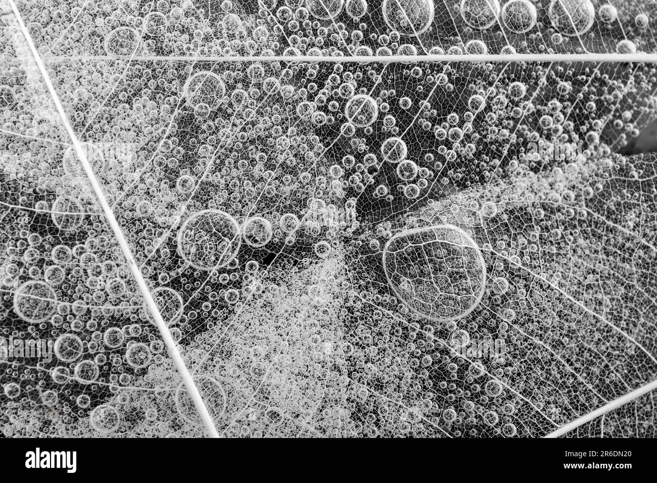 effervescent bubbles under leaves skeleton structure on black background, abstract texture Stock Photo