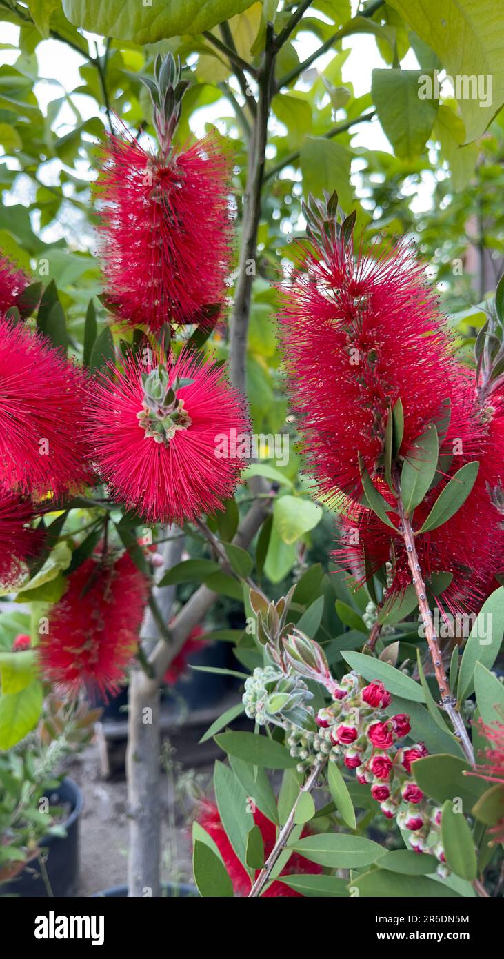 Bottlebrush Plant Callistemon Citrinus - Garden Plants And Tools