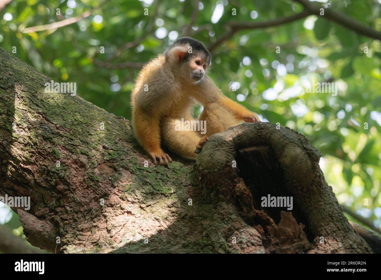 Risuzaru no mori hi-res stock photography and images - Alamy