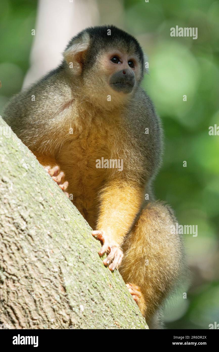 Risuzaru no mori hi-res stock photography and images - Alamy