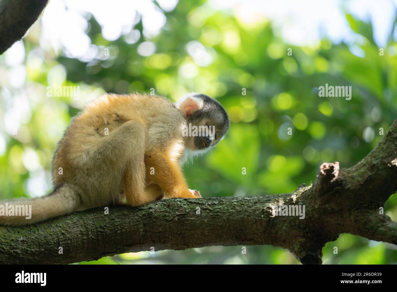 Risuzaru no mori hi-res stock photography and images - Alamy