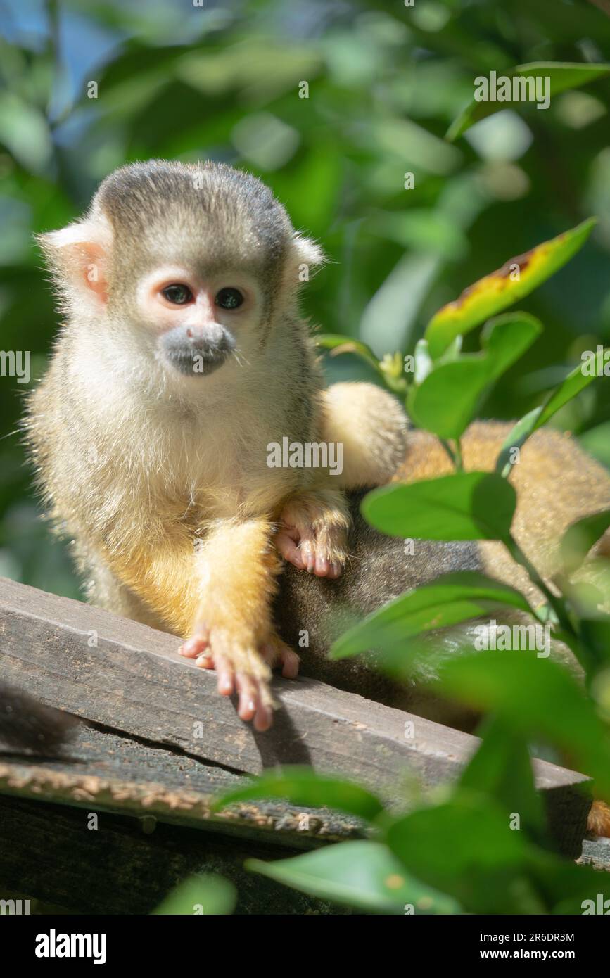 Risuzaru no mori hi-res stock photography and images - Alamy
