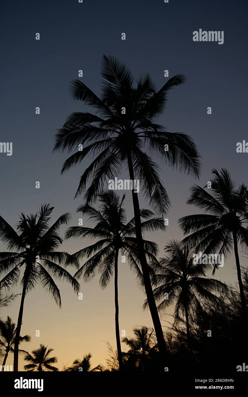 A low-angle shot of palm trees silhouetted against a stunning sunset ...