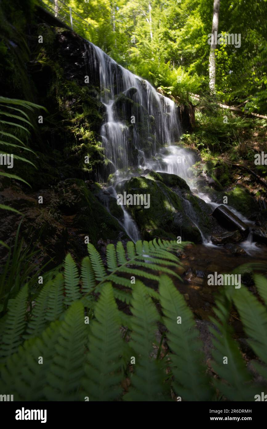 Lush rainforest towering ferns mist hi-res stock photography and images ...